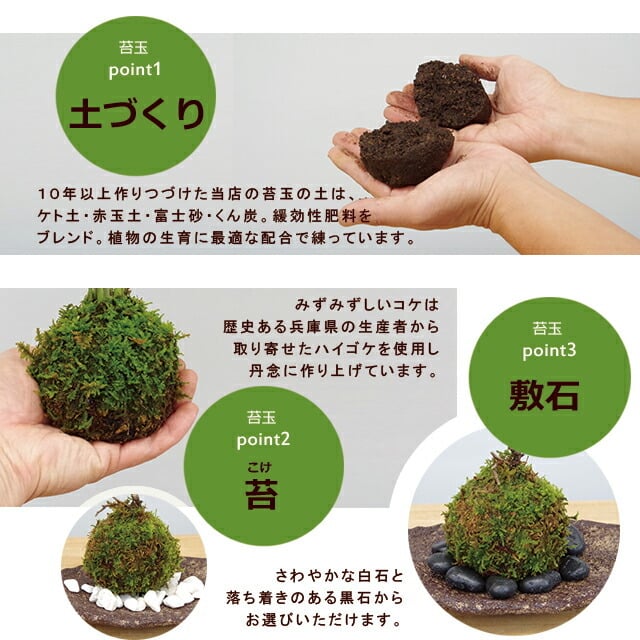 苔玉 十両（ヤブコウジ）の苔玉 南天の苔玉 水引き ピック 長方陶器下皿セット  春から夏には緑色の新葉が秋からは真っ赤な葉 ナンテン 風水 難を転ずる 風水 縁起物 ギフト 贈り物 観葉植物 開運  紅葉 おめでたい 運気を上げる bonsai  風水 なんてん 苔 こけ こけだま