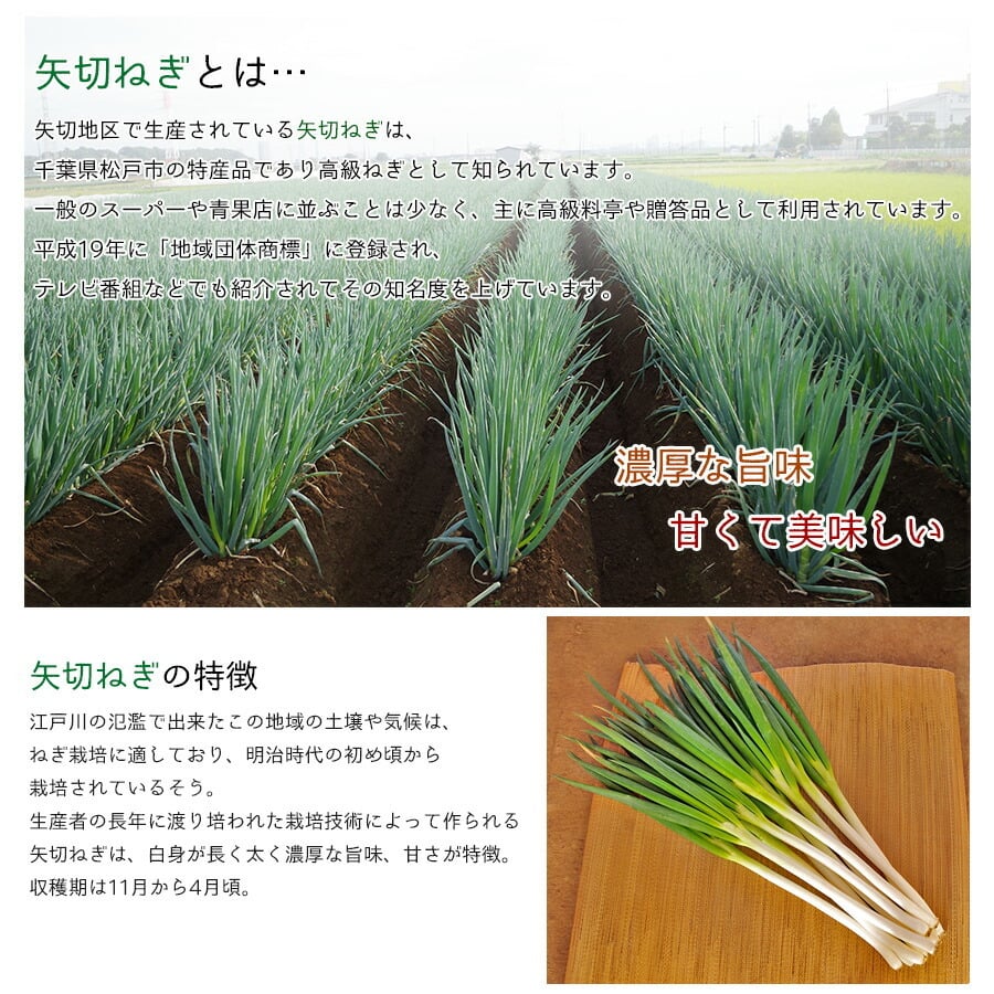 【12月中旬～順次出荷】産地直送 矢切ねぎ (約3.5kg)千葉県松戸市の特産品 葱 長葱 長ネギ 白ねぎ 根深ねぎ 長ねぎ 青ねぎ 葉ねぎ 万能ねぎ 九条ねぎ 下仁田ねぎ あさつき わけぎ リーキ ネギ