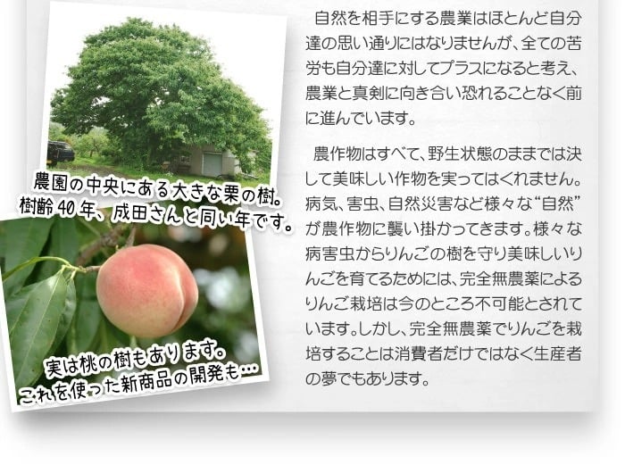 【11月中旬頃発送】蜜入りは１２月末まで　青森県認証 特別栽培農産物 ◆ 甘くておいしい！フォーシーズン 青森りんご 葉とらずサンふじ 家庭用 約１０kg箱
