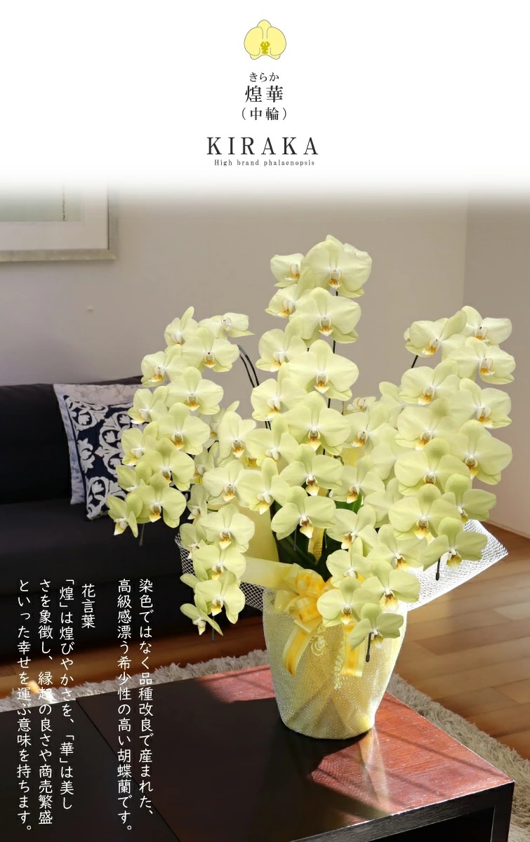希少 胡蝶蘭 お祝い 黄色 純国産 花持ち長い 中輪5本立ち 50輪～ 35,900円【煌華(きらか)】希少 画像配信あり 胡蝶蘭ギフト 胡蝶蘭お祝い 産地直送 お祝い 贈り物 母の日 縁起物 商売繁盛 開店祝 開業祝 移転祝 当選祝 当日発送 日本橋 銀座 王立園芸協会登録商品