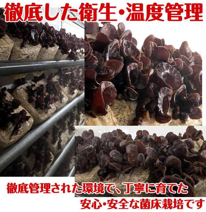 北海道産 朝採り生きくらげ 1kg 菌床栽培・無農薬 ぷりぷり肉質 送料無料 ※沖縄は送料別途加算