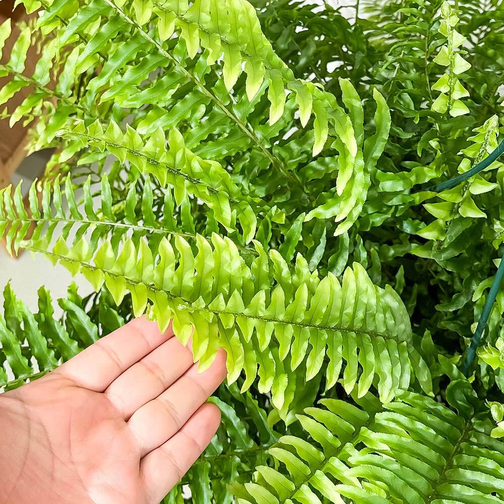 PLANCHU 観葉植物 ネフロレピス ボストンブルーベル 8号吊り鉢 育て方