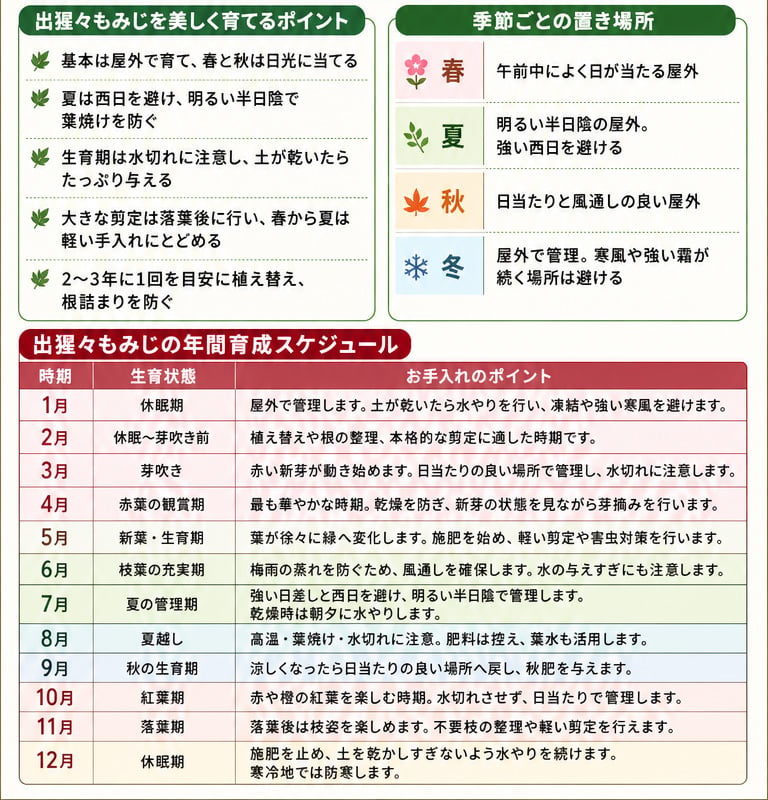 出猩々もみじ 人気ギフト 盆栽 希少 樹齢6年 日時指定可 育て方ガイド付 ラッピング無料 記念樹 鉢植え シンボルツリー 日本庭園 苔リウム 盆栽 もみじ 室内 初心者 おしゃれ 花 誕生日 引っ越し 還暦 退職 お祝い 母の日 父の日 プレゼント