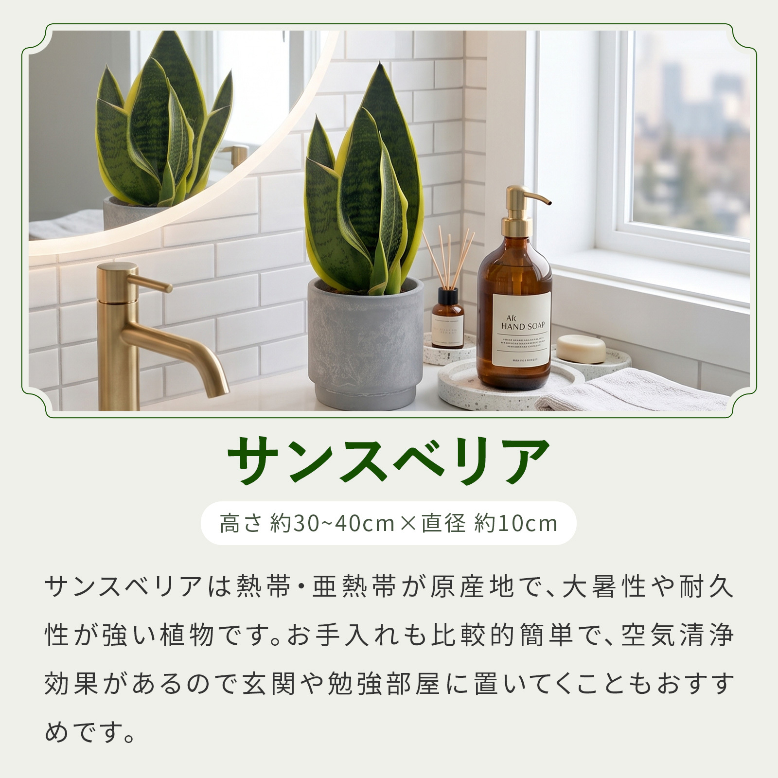 選べる 観葉植物 ポトス & アイビー ガジュマル &サンスベリア お試し 2点 セット 鉢付き 3号 ミニサイズ 幸運の木 風水 インテリア 室内 オシャレ 70代 あす楽 翌日配送  オフィス 開店祝い 結婚式 新築祝い 就職祝い 開業祝い