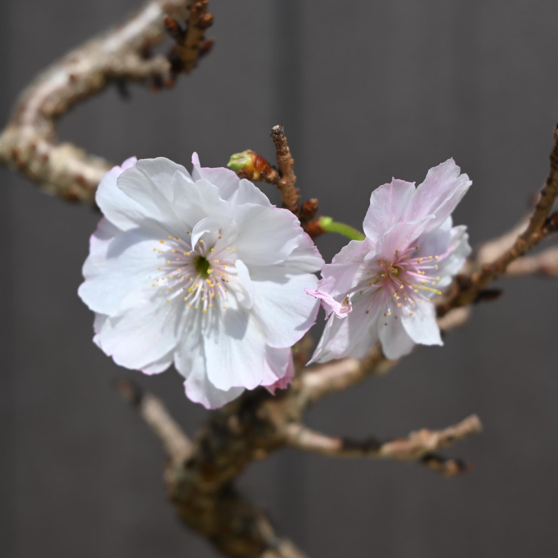 冬に咲く桜 十月桜盆栽 二期咲きのさくら サクラ
