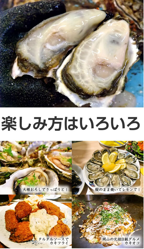 【11月1日から発送開始予定】殻付き生牡蠣 岡山県 日生産 牡蠣 | 3kgパック牡蠣むきナイフ 軍手付き 加熱用 お歳暮 牡蠣 殻付き カキ かき 牡蛎 殻付き牡蠣