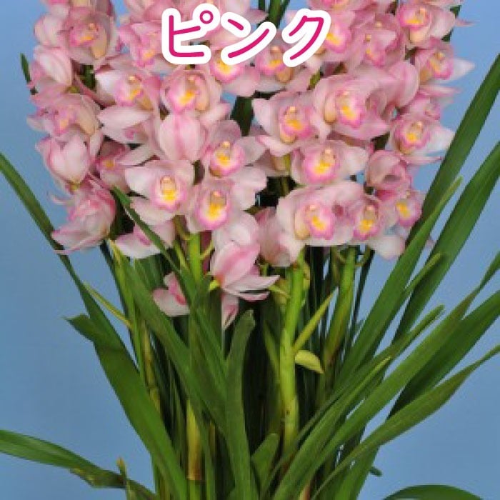 シンビジューム4~5本立ち 花 鉢シンビジウム 冬の洋蘭フラワーギフト プレゼント