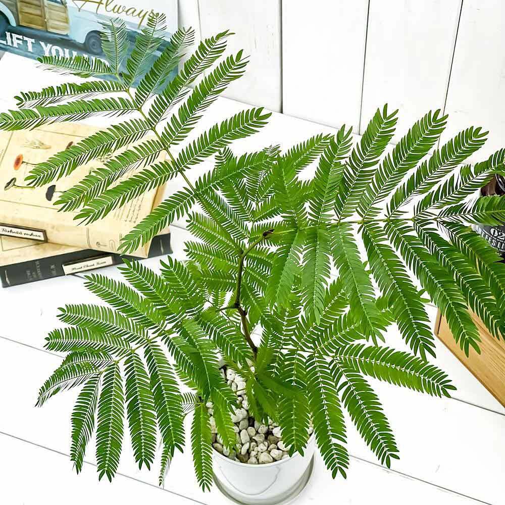 PLANCHU 観葉植物 エバーフレッシュ 4号鉢 受け皿付き 育て方説明書