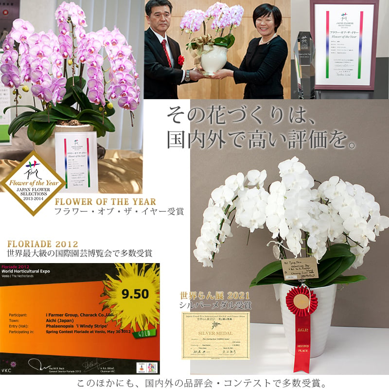 胡蝶蘭 大輪 ３本立ち 蕾含む36輪以上 送料無料 ヤマト [r-tai0009-f] 　開店祝い 開業 誕生日 長寿 結婚記念日 金婚式 お供え花 株主総会 選挙 当選 祈願 仏花 お悔み花 開院 開業 移転 ギフト 贈り物 還暦 古希 喜寿 傘寿 米寿 卒寿 白寿 百寿 御供 受賞 受章 退職 就任 栄転 昇進 昇給 昇格 新築 竣工 落成 新装 周年記念 式典 発表会 集会 内祝 年忌 法要