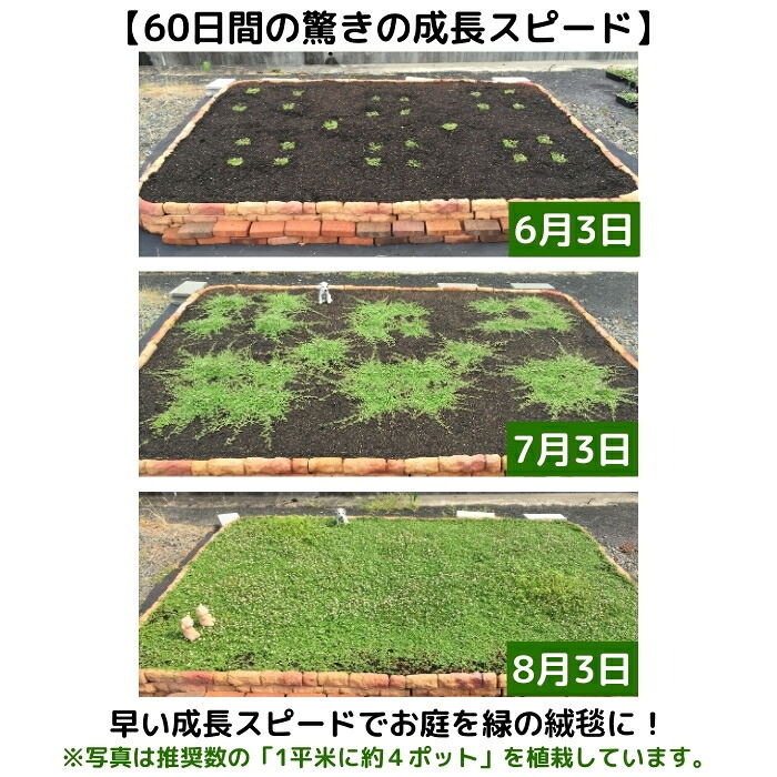 【肥料プレゼント中】 クラピア K5 薄桃品種  9cmポット苗  400株 有機入り一発果菜肥料3200gと植栽マニュアル付き イワダレソウ改良種 グランドカバー 植物 プランツ 薄ピンクの花 庭 屋上緑化 K7と同程度の耐寒性 多年草 地被植物 ほふく性 下草 背が低い 宿根草