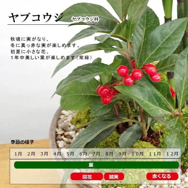 苔玉 十両（ヤブコウジ）の苔玉 南天の苔玉 水引き ピック 長方陶器下皿セット  春から夏には緑色の新葉が秋からは真っ赤な葉 ナンテン 風水 難を転ずる 風水 縁起物 ギフト 贈り物 観葉植物 開運  紅葉 おめでたい 運気を上げる bonsai  風水 なんてん 苔 こけ こけだま