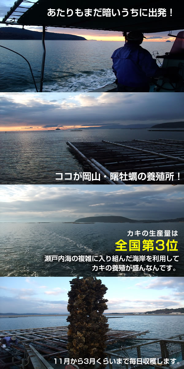 【11月1日から発送開始予定】殻付き生牡蠣 岡山県 日生産 牡蠣 | 3kgパック牡蠣むきナイフ 軍手付き 加熱用 お歳暮 牡蠣 殻付き カキ かき 牡蛎 殻付き牡蠣
