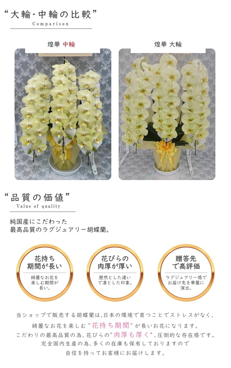 希少 純国産 胡蝶蘭 花持ち長い 中輪3本立ち 40輪～ 25,800円【煌華(きらか)】 黄色 画像配信あり 産地直送 お祝い 花 贈り物 母の日ギフト 縁起良い 商売繁盛 長寿祝 開店祝 開業祝 移転祝 就任祝 昇進祝 当選祝 当日発送 日本橋 銀座 王立園芸協会登録商品