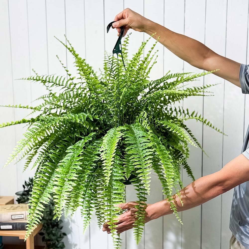 PLANCHU 観葉植物 ネフロレピス ボストンブルーベル 8号吊り鉢 育て方
