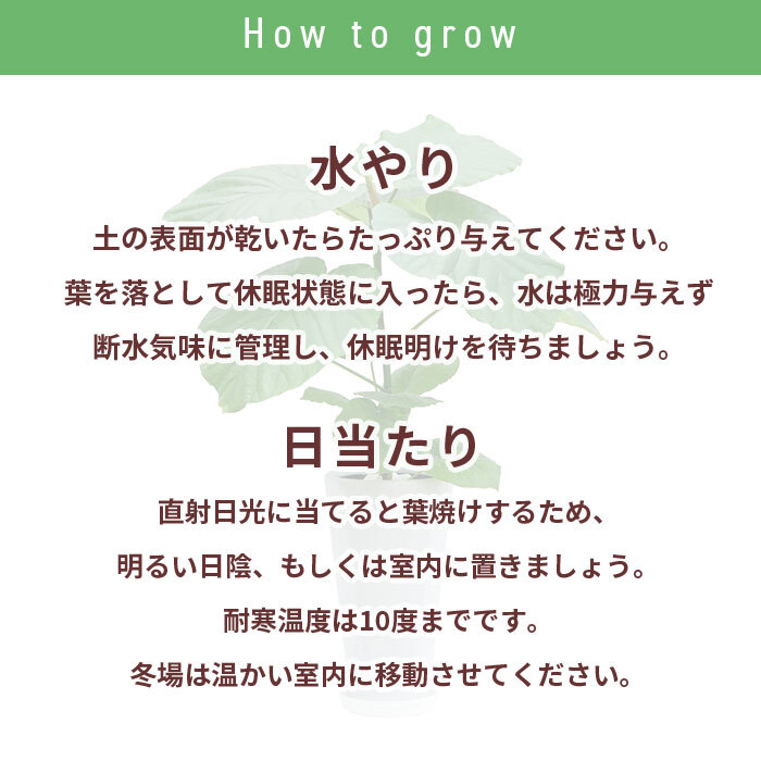 ウンベラータ 6号 角高陶器 高さ約70cm 観葉植物