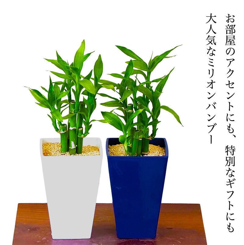ミリオンバンブー ドラセナ 寄せ植え 幸福の木 職人仕立て 育てやすい観葉植物 空気清浄効果 おしゃれ 本物 室内 カフェ風 初心者向 育てやすい お祝い プレゼント インテリア グリーン ギフト 御祝 新築祝 開店祝 送料無料