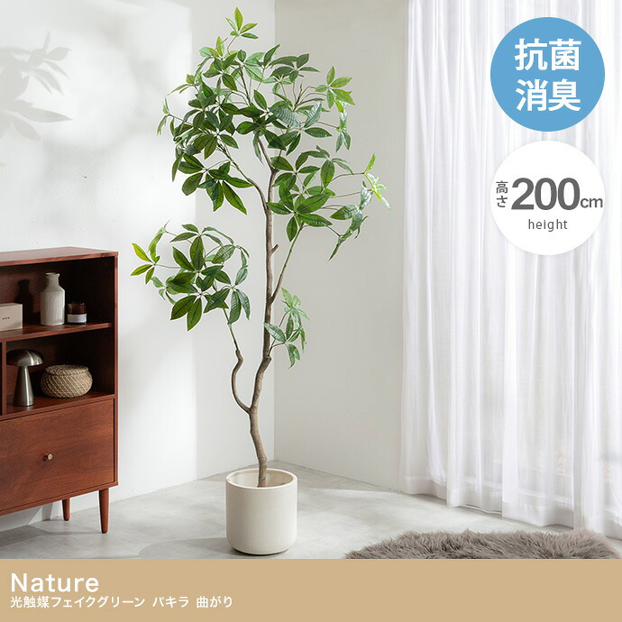 【高さ200cm】光触媒人工観葉植物 パキラ 曲がり 幅55cm×奥行50cm×高さ200cm オフィス 天然木 組立品 お部屋に気軽に飾れて空間を美しく彩るフェイクグリーン 本物の植物のようなリアルな質感とインテリアに馴染む風合いが魅力です