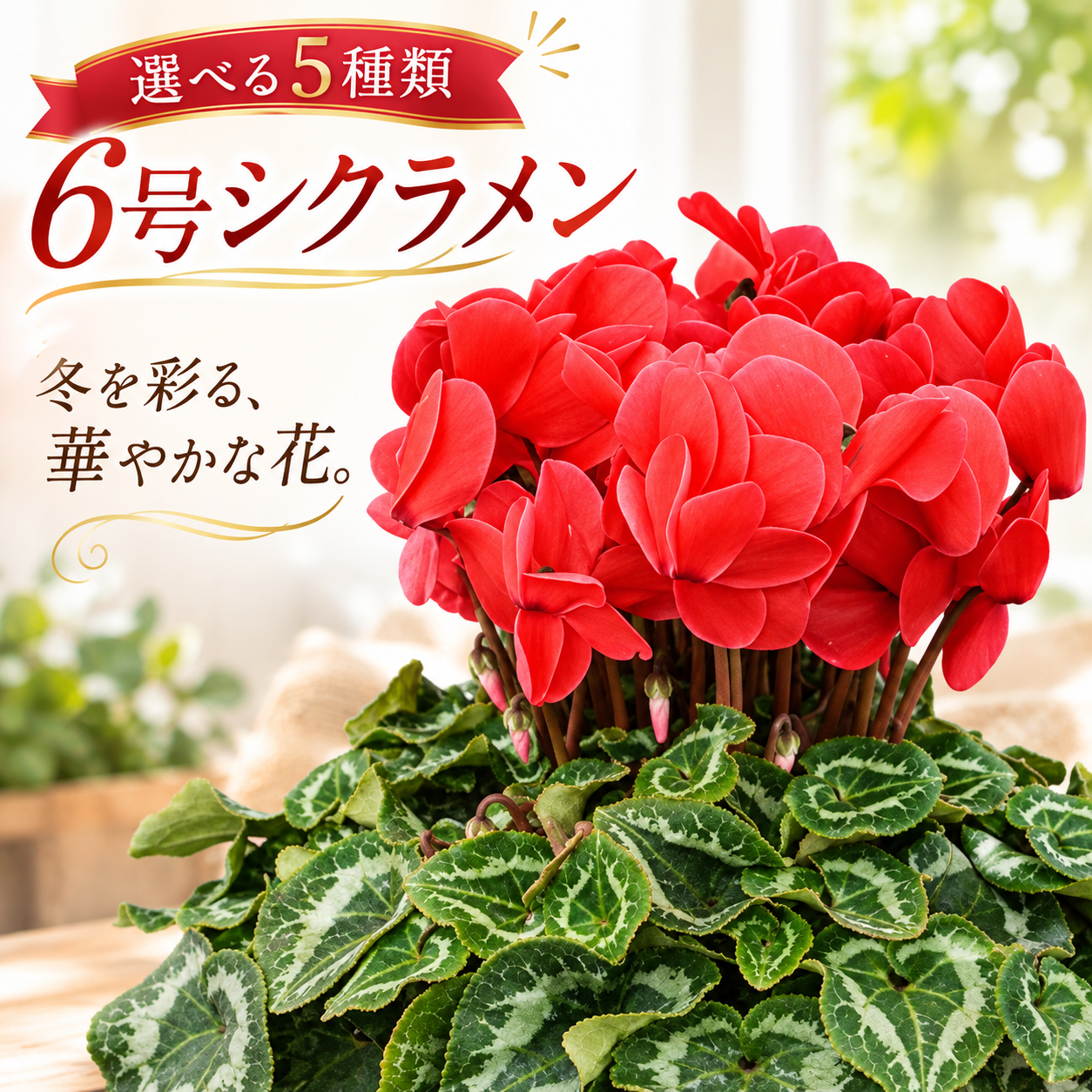 シクラメン 6号 鉢植え 送料無料 最高級シクラメン ビクトリア鉢花 6号 お歳暮 花 ギフト 誕生日 プレゼント 鉢植え 花鉢 フラワー 生花 クリスマス 自宅用 メッセージ 6寸 季節の花 季節の花鉢 おしゃれ 贈り物 花ギフト 誕生日プレゼント 北海道配送可