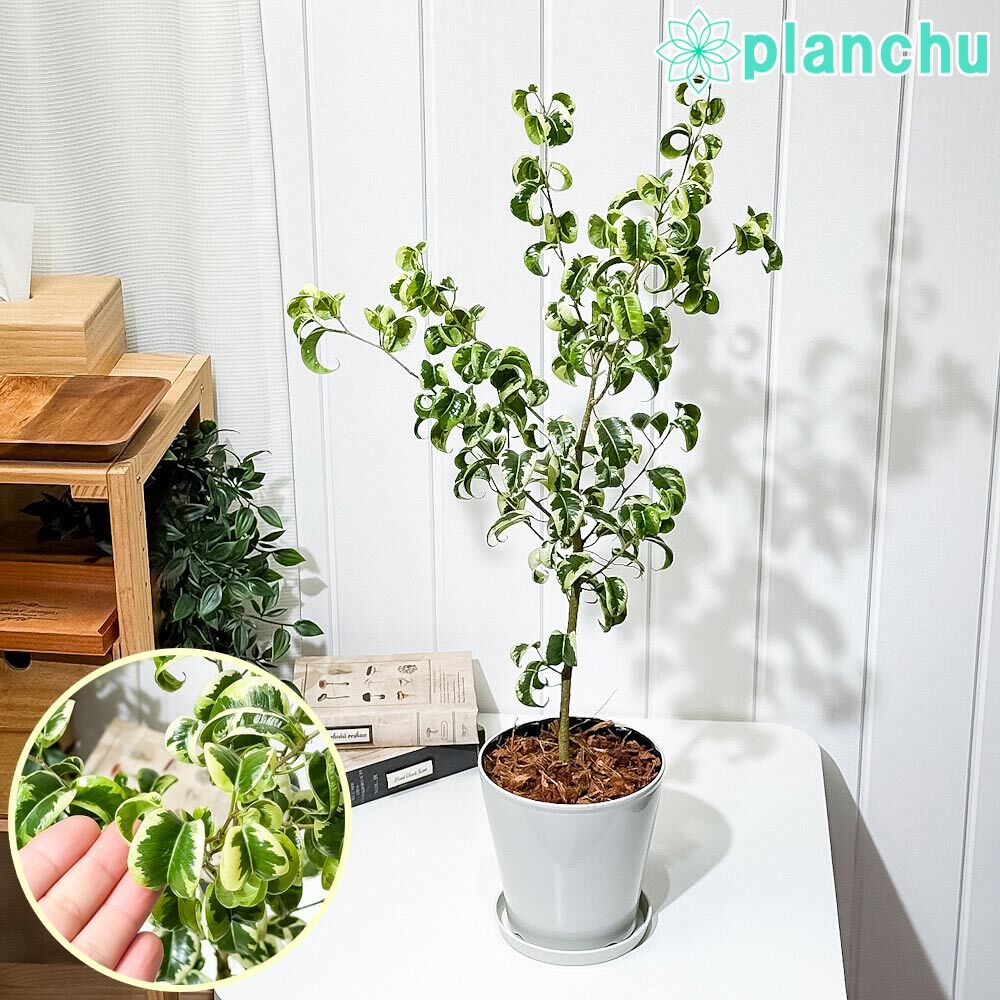 PLANCHU 観葉植物 フィカス ベンジャミン シタシオン 斑入り 5号鉢