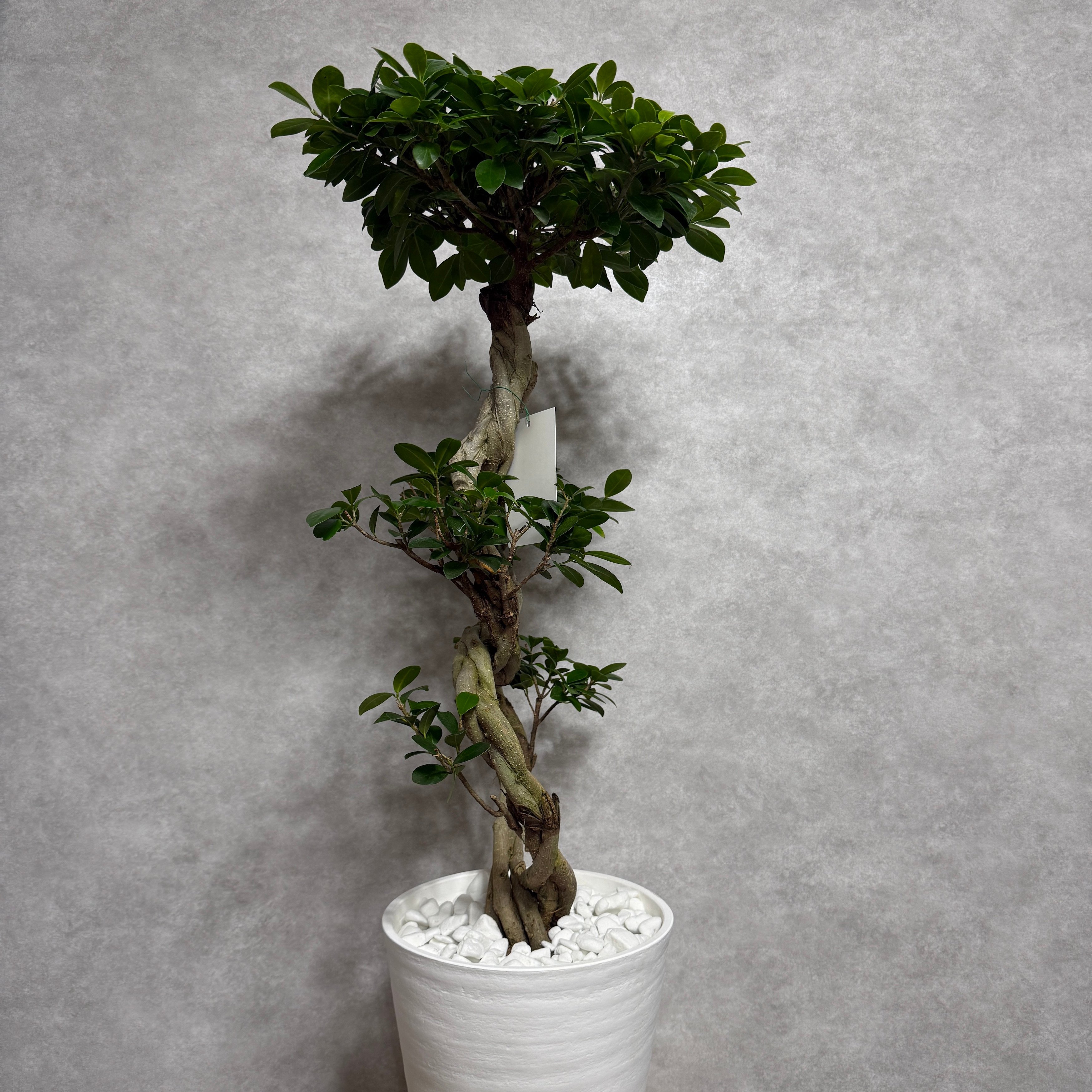 ガジュマル 観葉植物 八の字 8号鉢苗 大型 盆栽 末広がりの8の字 室内