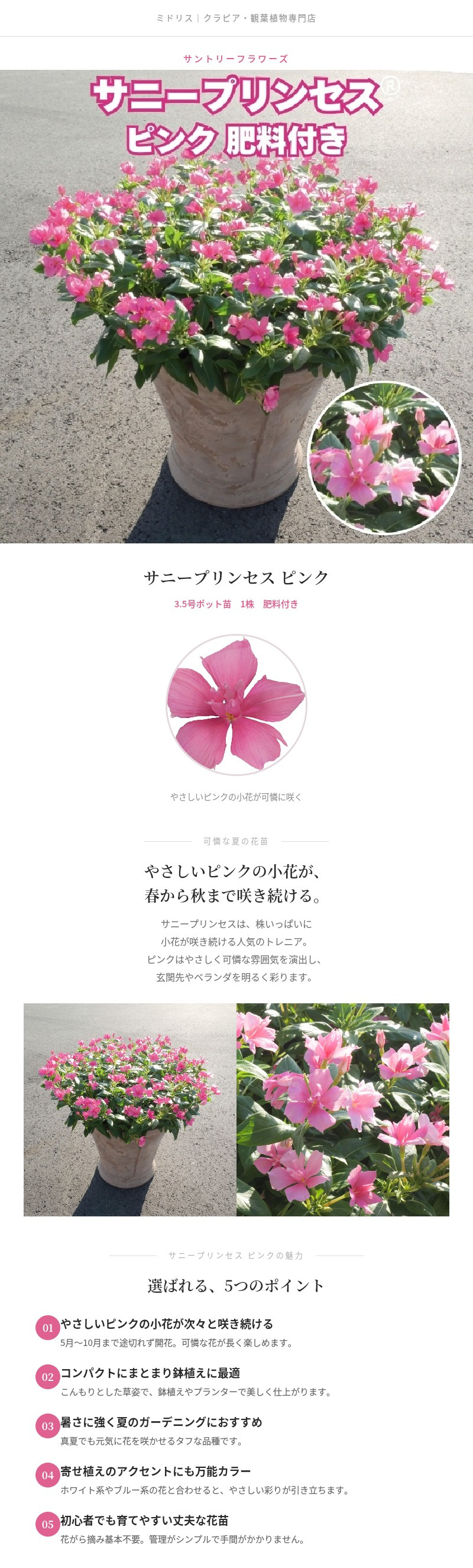 サニープリンセス 苗 ピンク 1株 3.5号ポット サントリーフラワーズ ｜トレニア｜小花が咲き続ける夏の花苗｜鉢植え・プランター・花壇におすすめ｜初心者向け｜肥料付き ガーデニング ハンギング