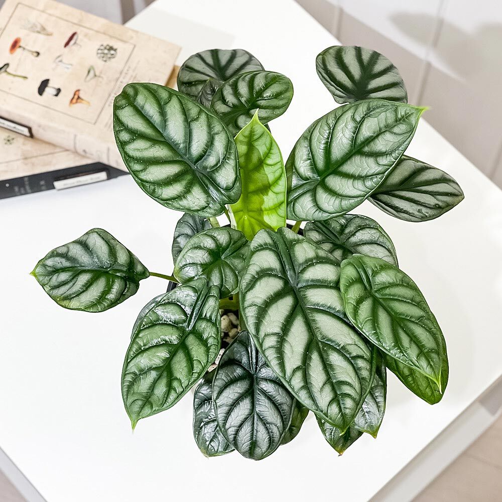PLANCHU 観葉植物 アロカシア シルバードラゴン 5号鉢 受け皿付き 育て