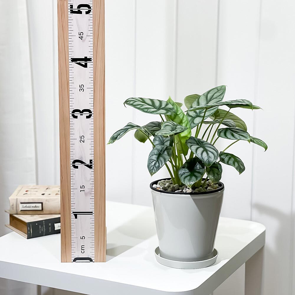 PLANCHU 観葉植物 アロカシア シルバードラゴン 5号鉢 受け皿付き 育て