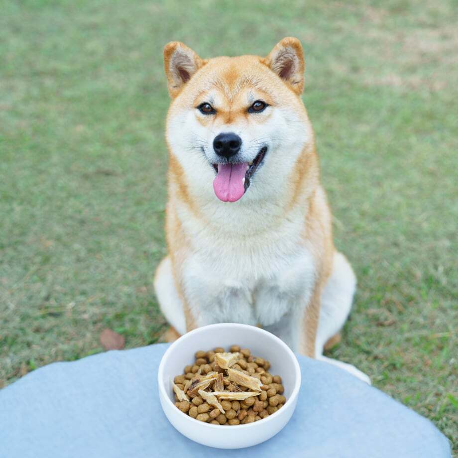 わんちゃんとねこちゃんの「ごほうびふりかけ」４種入 / Dog・Cat ドッグフード キャットフード おやつ【送料無料】