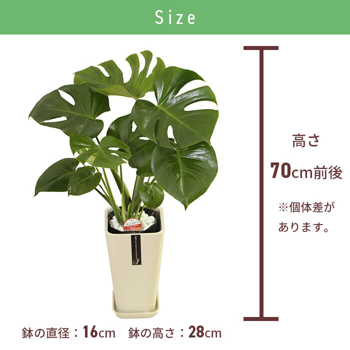 モンステラ 6号 カラーポット 高さ約70cm 観葉植物