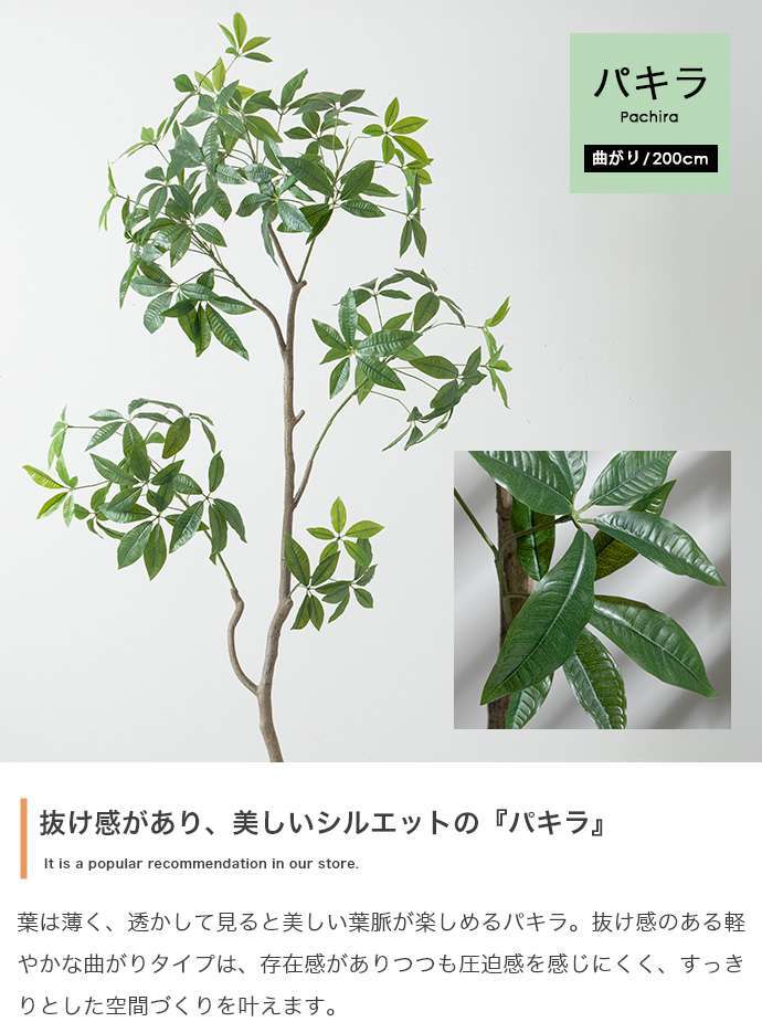 【高さ200cm】光触媒人工観葉植物 パキラ 曲がり 幅55cm×奥行50cm×高さ200cm オフィス 天然木 組立品 お部屋に気軽に飾れて空間を美しく彩るフェイクグリーン 本物の植物のようなリアルな質感とインテリアに馴染む風合いが魅力です
