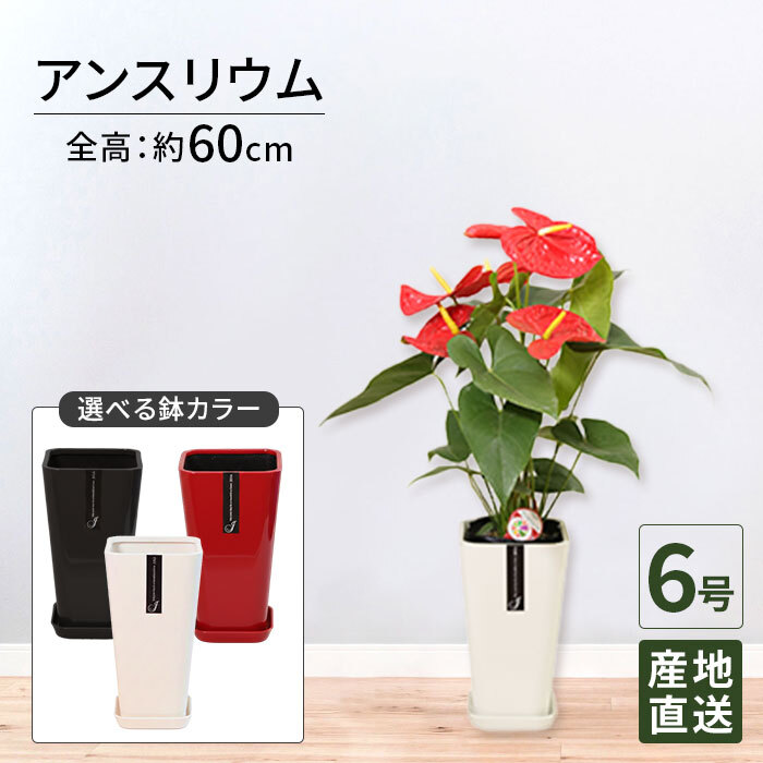 アンスリウム 赤 6号 カラーポット 高さ約65cm 観葉植物