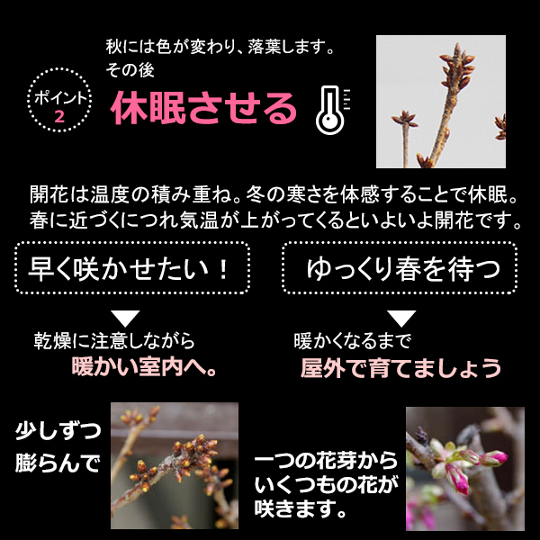 桜・・・そう聞くだけで心和む景色を貴方のもとへ　別名豆桜 【富士桜・湖上の舞の盆栽　万古焼 白深鉢 】