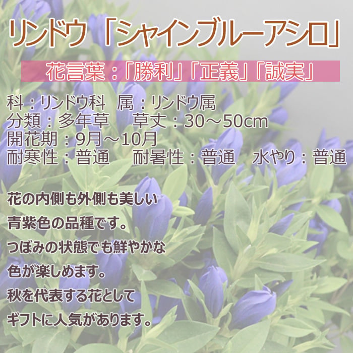 祝 敬老の日 プレゼント ギフト リンドウ シャインブルーアシロ4号 バスケット 9月21日 鉢花 りんどう 送料無料 沖縄・離島を除く