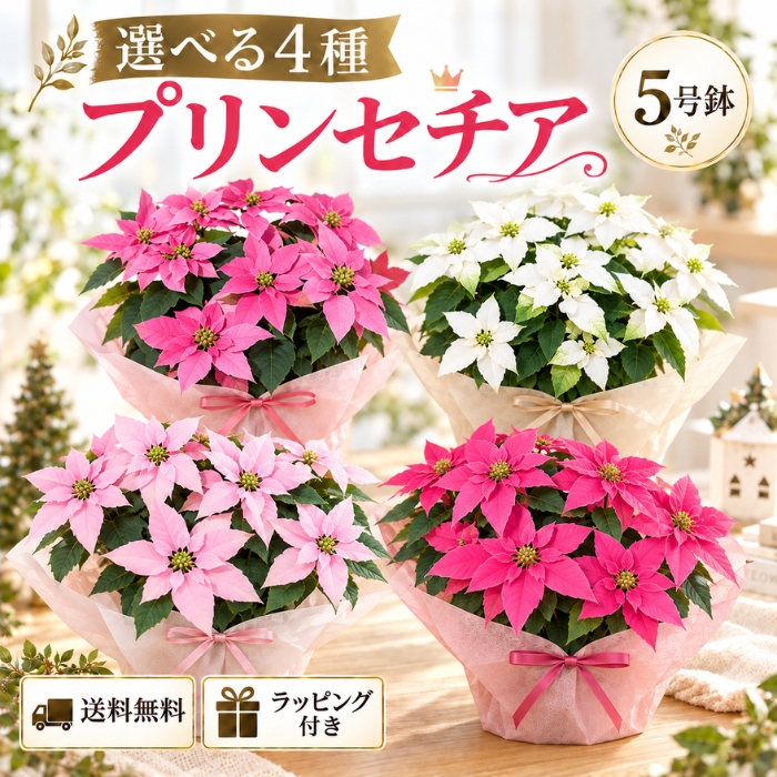 プリンセチア 季節の鉢植え 花 プリン ギフト プリンセチア ポインセチア ５寸 鉢 ポインセチア生花 クリスマスリース クリスマスツリー プリンセチア 苗 シクラメン 花ギフト