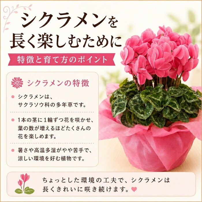 シクラメン 6号 鉢植え 送料無料 最高級シクラメン ビクトリア鉢花 6号 お歳暮 花 ギフト 誕生日 プレゼント 鉢植え 花鉢 フラワー 生花 クリスマス 自宅用 メッセージ 6寸 季節の花 季節の花鉢 おしゃれ 贈り物 花ギフト 誕生日プレゼント 北海道配送可