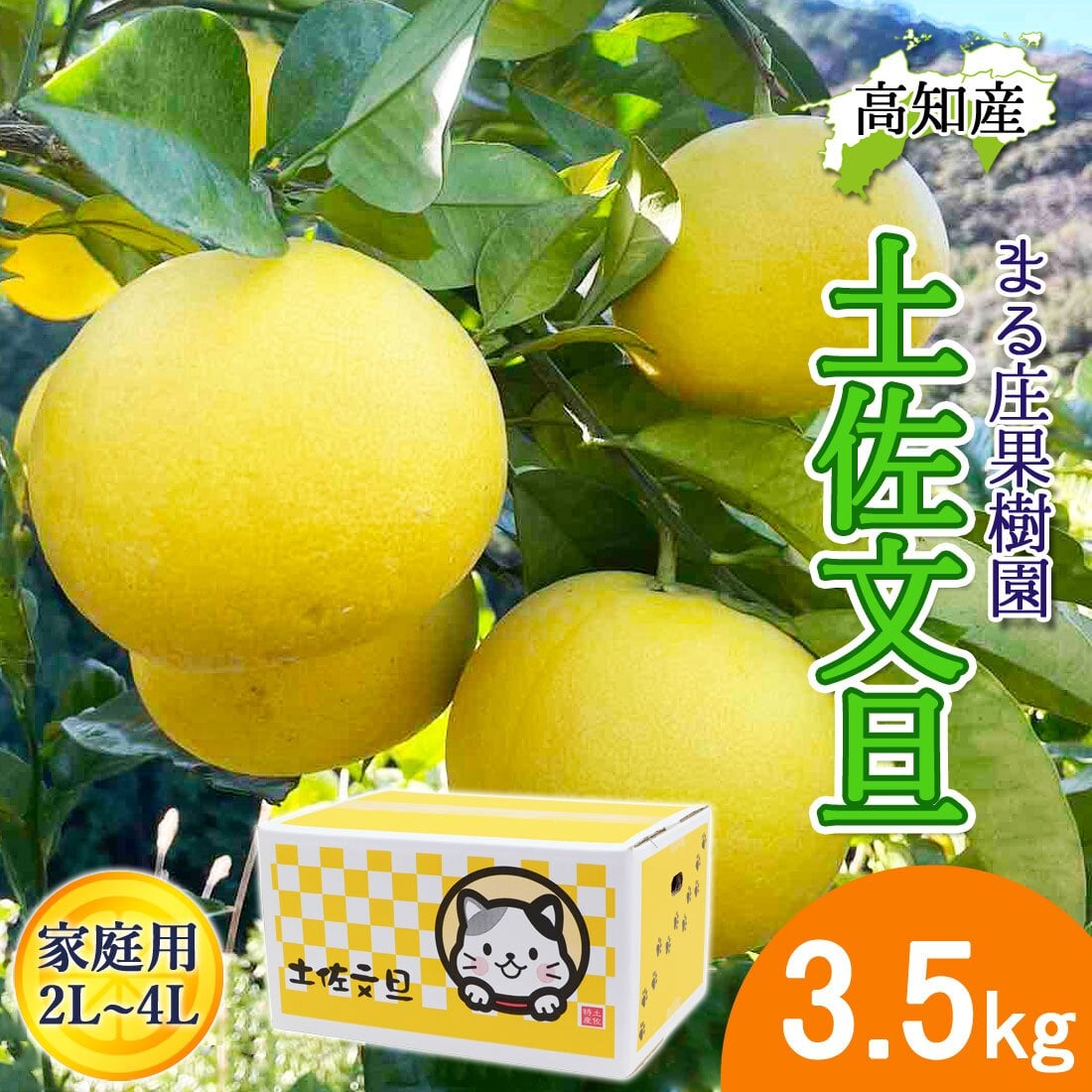 土佐文旦 野囲い 文旦 大玉 2L～4L 3.5kg 家庭用 土佐市 まる庄果樹園 産直 山間部栽培 ぶんたん 産地直送 高知産 ジューシー まろやか 高知 ブンタン 農家直送 ネコちゃん箱入り 届いてすぐに食べれる追熟文旦【送料無料】