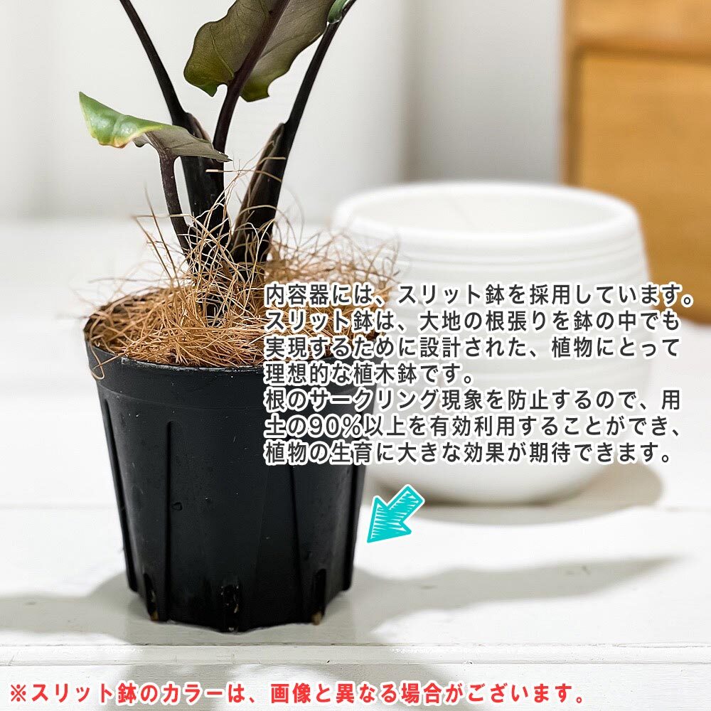 PLANCHU 観葉植物 アロカシア ラウテルバキアナ 3号丸鉢 受け皿付き