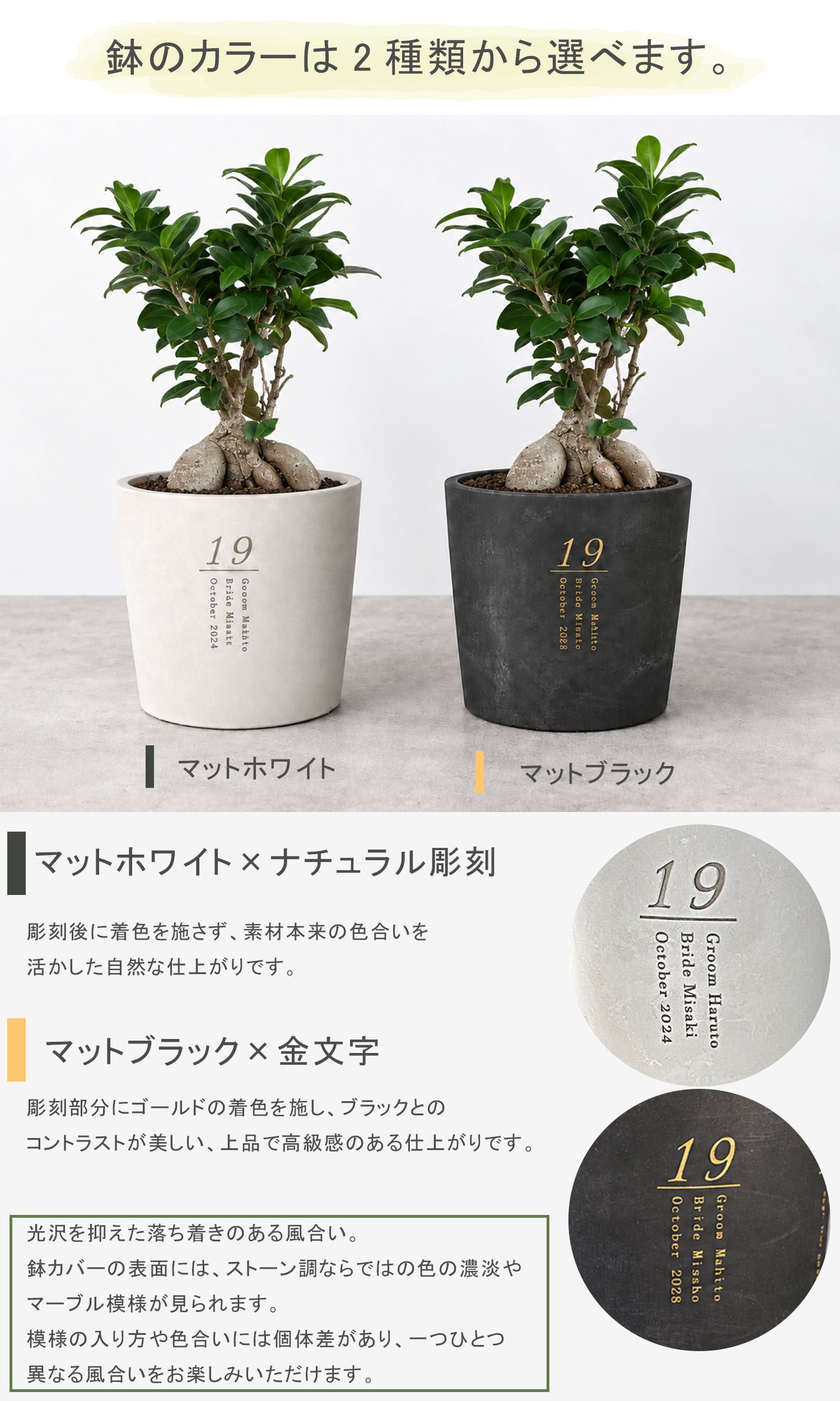 【植樹の儀ガジュマル】送料無料// 結婚証明書 名入れ ゲスト参加型 植樹の儀 植樹セレモニー ガジュマル植樹 ガジュマルの樹 記念樹 ウェディング 結婚式 ウェルカムスペース 結婚式準備 プレ花嫁 結婚式演出 観葉植物 おしゃれ