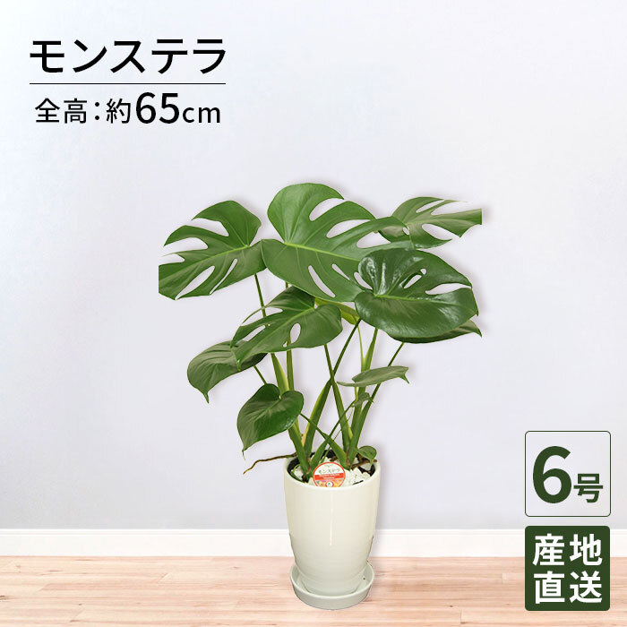 モンステラ 6号 丸陶器 高さ約65cm 観葉植物