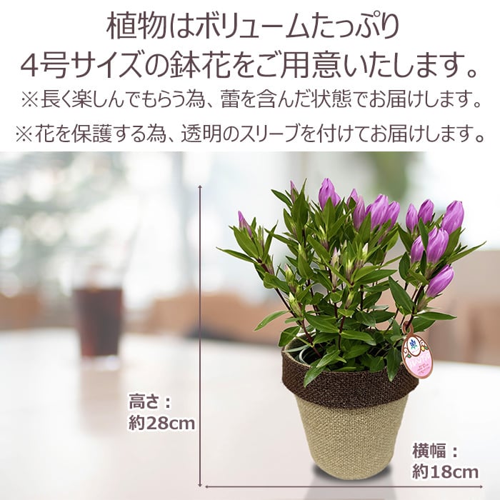 祝 敬老の日 プレゼント ギフト リンドウ メルヘンアシロ4号 バスケット 9月21日 鉢花 りんどう 送料無料 沖縄・離島を除く