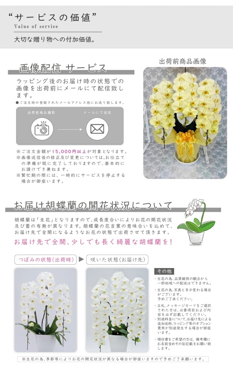 希少 純国産 胡蝶蘭 花持ち長い 大輪 3本立ち 33輪～ 23,800円【煌華(きらか)】 黄色 画像配信あり 産地直送 お祝い 母の日ギフト 縁起良い 商売繁盛 長寿祝 開店祝 開業祝 移転祝 就任祝 昇進祝 当選祝 当日発送 日本橋 銀座 王立園芸協会登録商品