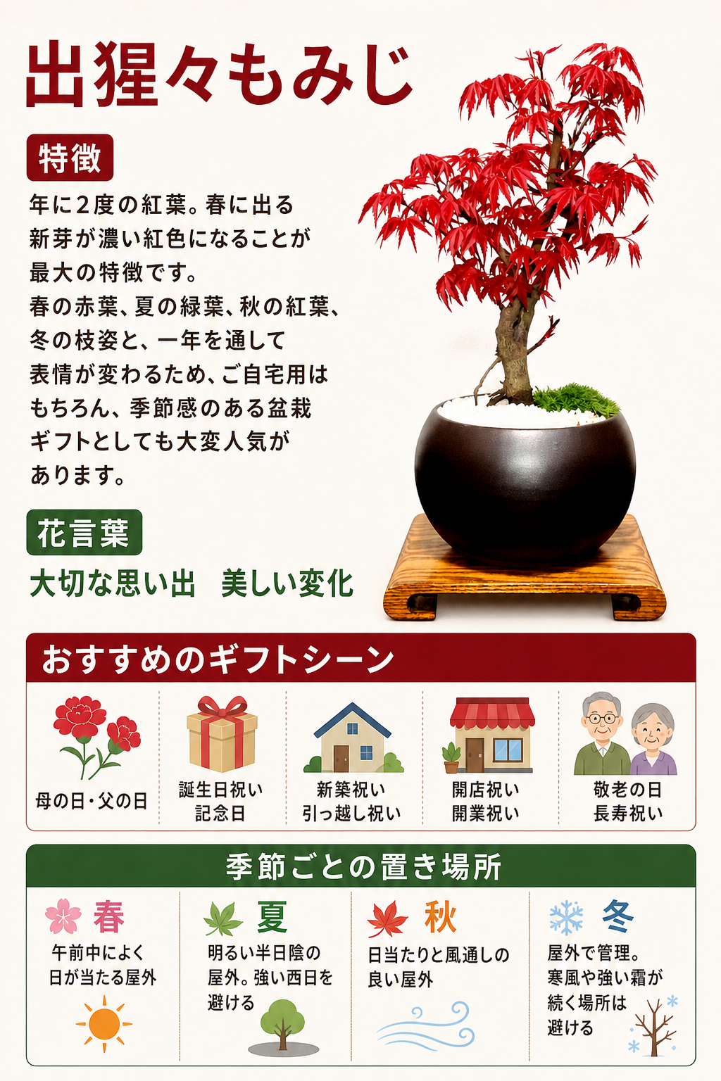 出猩々もみじ 人気ギフト 盆栽 希少 樹齢6年 日時指定可 育て方ガイド付 ラッピング無料 記念樹 鉢植え シンボルツリー 日本庭園 苔リウム 盆栽 もみじ 室内 初心者 おしゃれ 花 誕生日 引っ越し 還暦 退職 お祝い 母の日 父の日 プレゼント