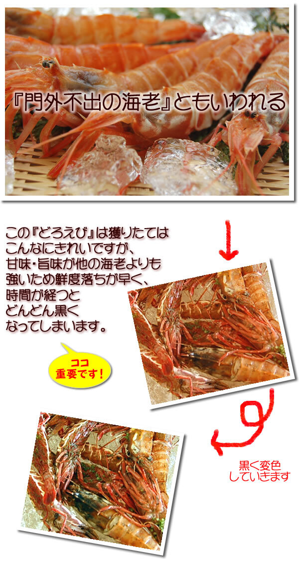山陰の地エビ「ガラエビ/ドロエビ」（船内冷凍）中サイズ  500ｇ以上　 送料無料 ※北海道、東北、沖縄は送料別途加算