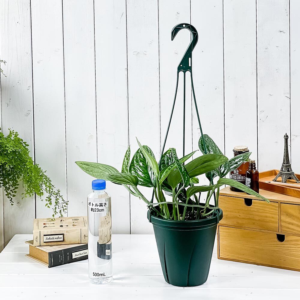 PLANCHU 観葉植物 モンステラ ジェイドシャトルコック 6号吊り鉢 育て