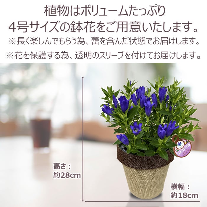 祝 敬老の日 プレゼント ギフト リンドウ シャインブルーアシロ4号 バスケット 9月21日 鉢花 りんどう 送料無料 沖縄・離島を除く