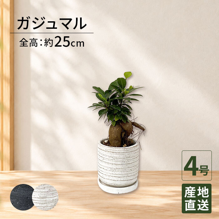 ガジュマル 4号 利休陶器 高さ約25cm 観葉植物
