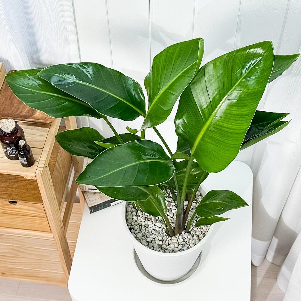 PLANCHU 観葉植物 ストレリチア オーガスタ 8号鉢 受け皿付き 育て方