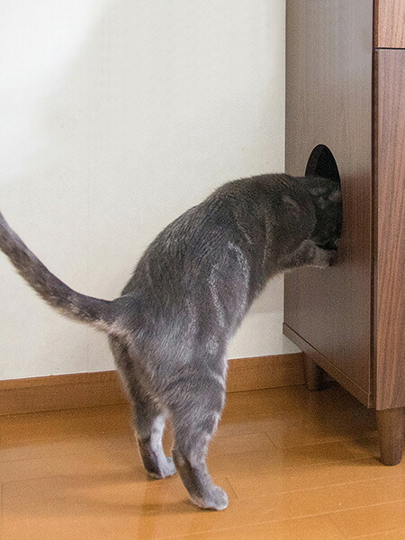 ラック あす楽 キャットトイレクローゼット 猫トイレ収納 隠す おしゃれ 家具 目隠し ペット用品 ねこ カバー 棚 収納棚 トイレ収納 猫砂飛散防止 ブラウン 猫用トイレ ナチュラル ホワイト 新生活