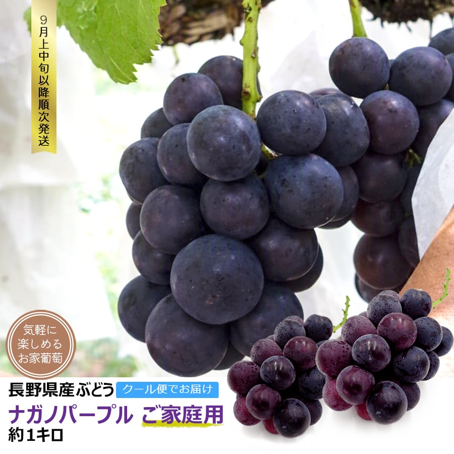 長野県産 ぶどう ナガノパープル 自宅用 果物 フルーツ お取り寄せ 産地直送 【送料無料(一部地域除く)】