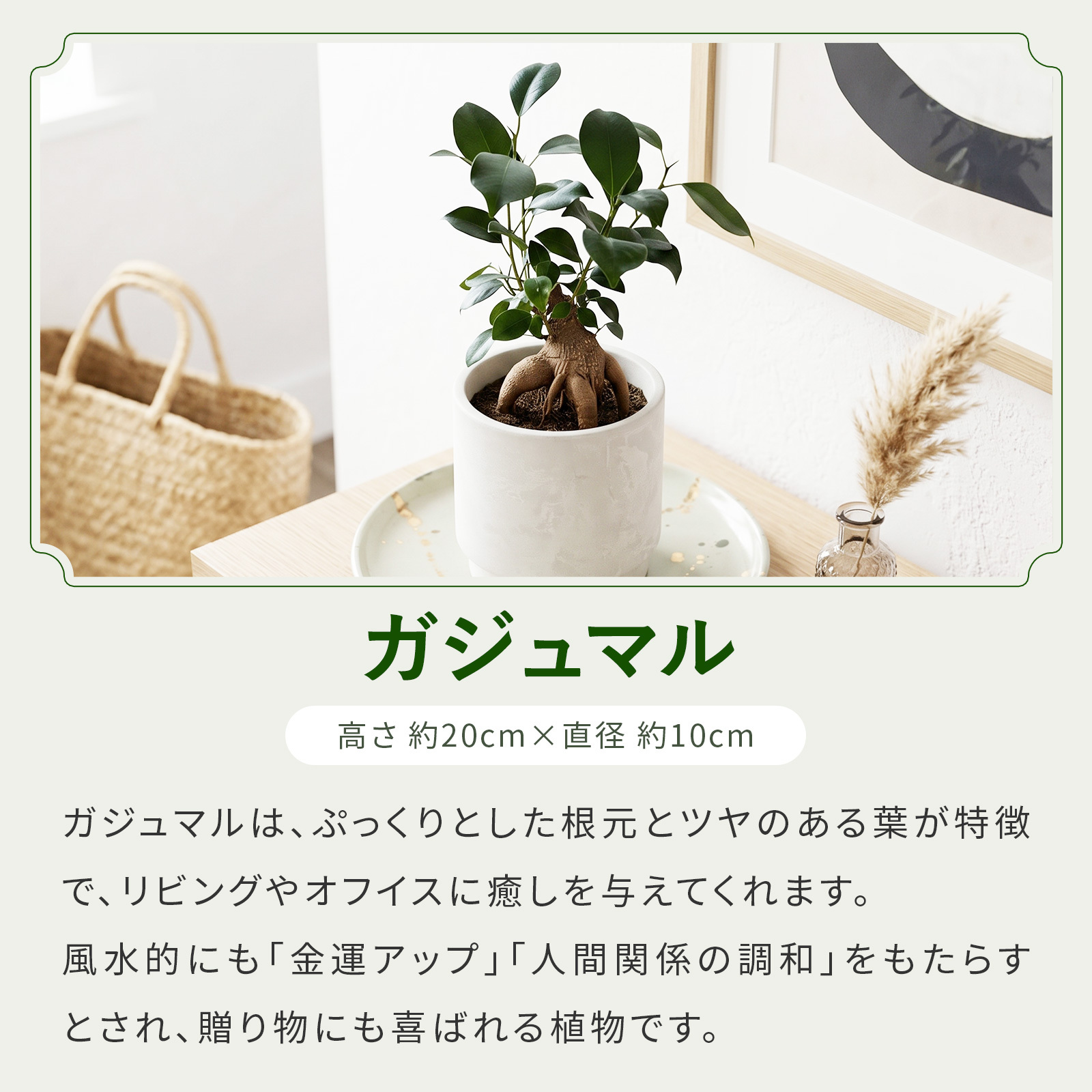 選べる 観葉植物 ポトス & アイビー ガジュマル &サンスベリア お試し 2点 セット 鉢付き 3号 ミニサイズ 幸運の木 風水 インテリア 室内 オシャレ 70代 あす楽 翌日配送  オフィス 開店祝い 結婚式 新築祝い 就職祝い 開業祝い